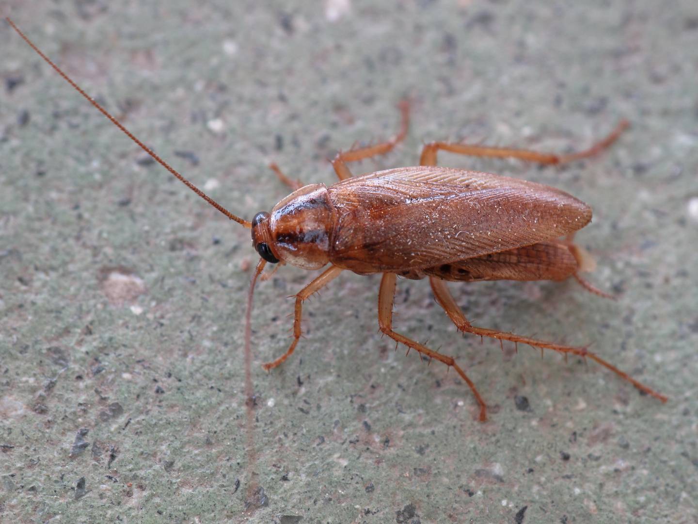 Рыжий таракан или прусак (Blattella germanica)