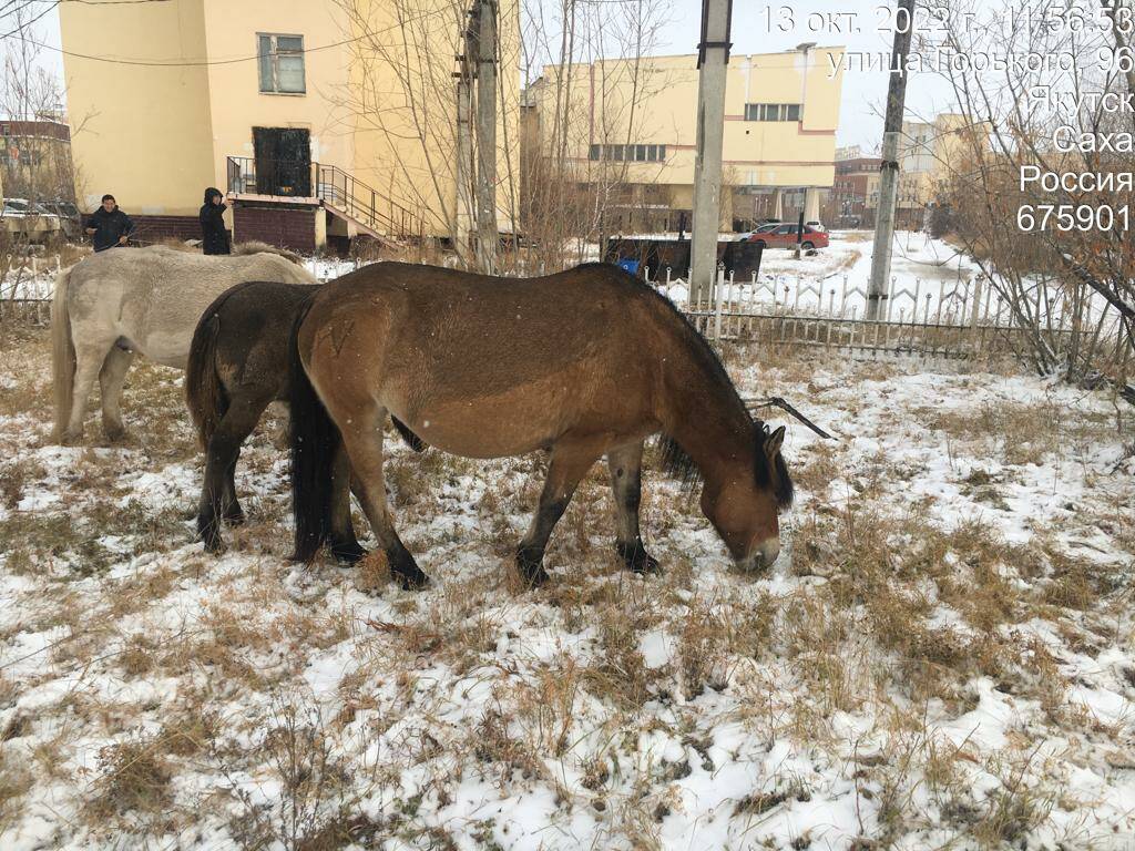 Лошади в городе Якутске