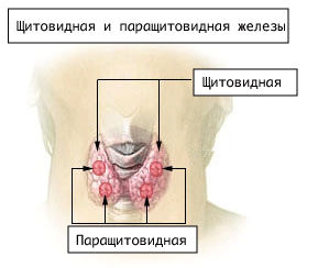 Щитовидная и паращитовидная железы