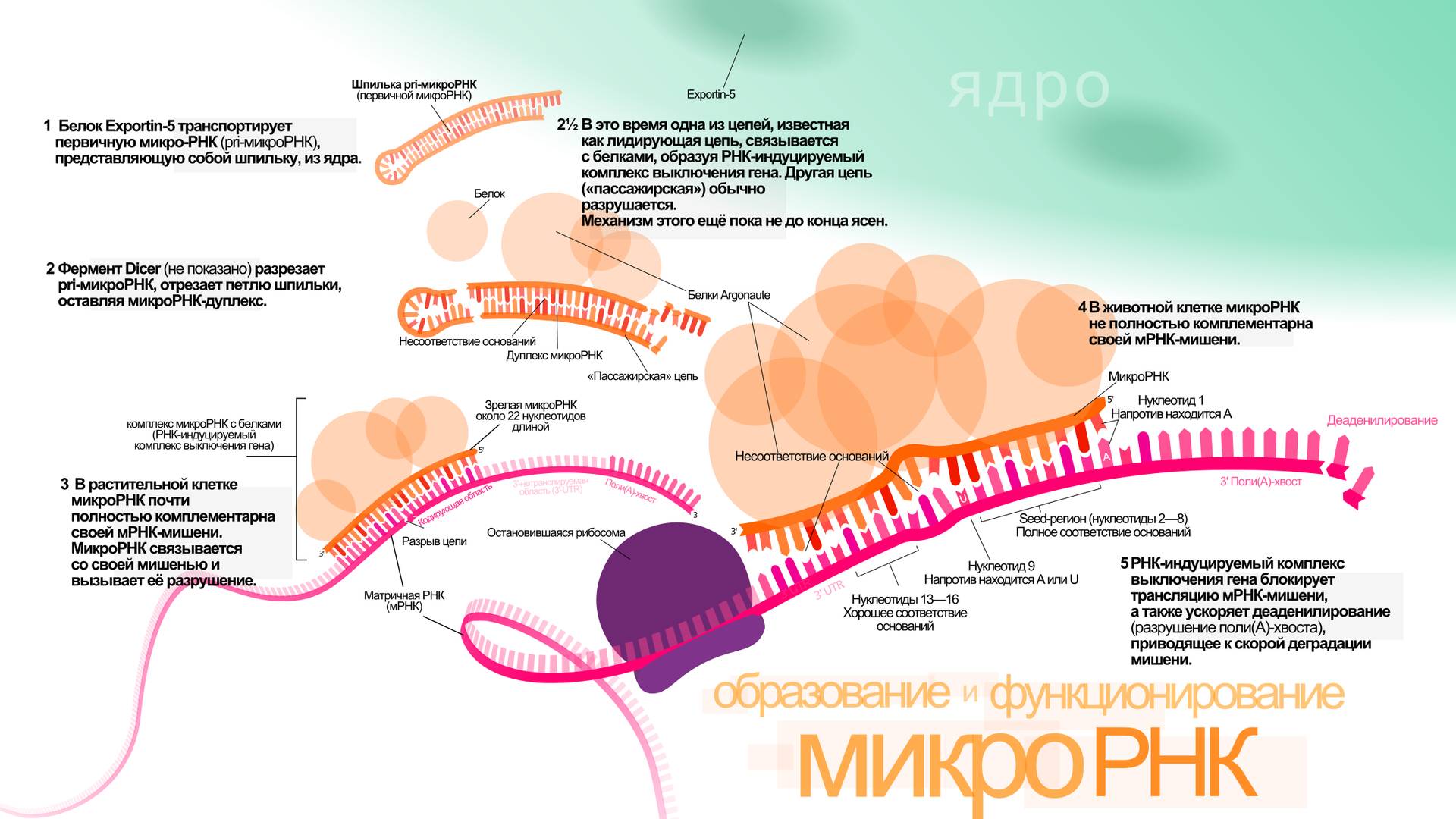 Образование и механизм действия микроРНК