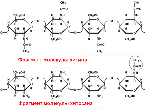 Рисунок 1•— Химическая структура хитина и хитозана