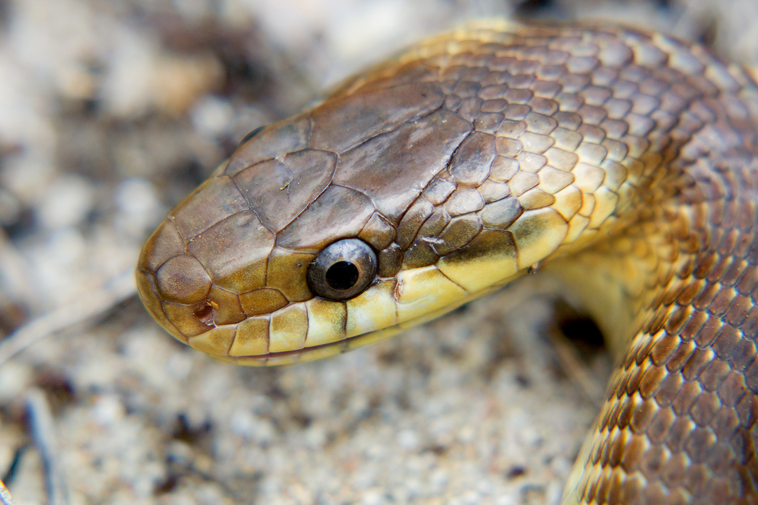 Змея Zamenis longissimus