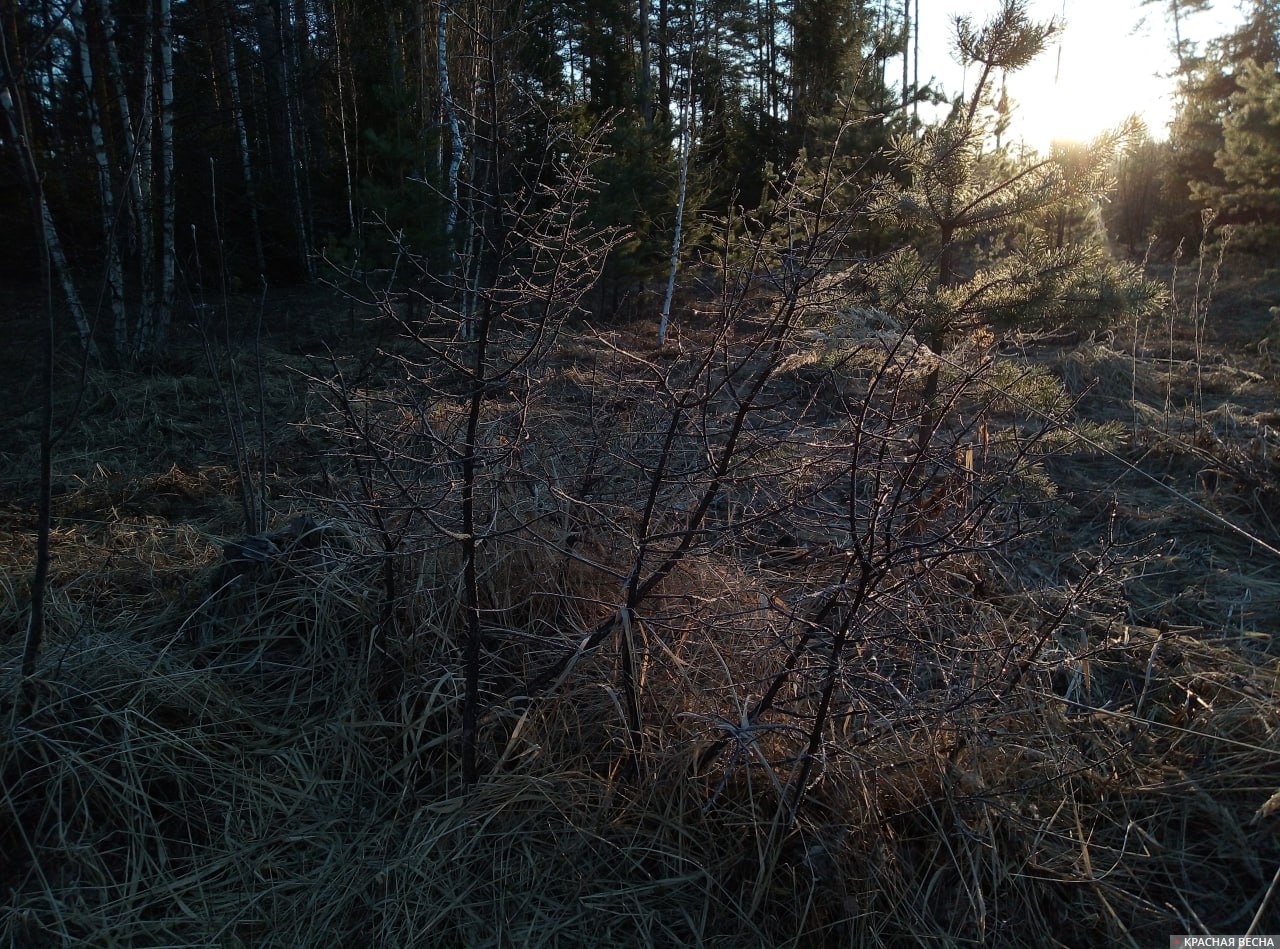 Иней. Весна. Костромская область.