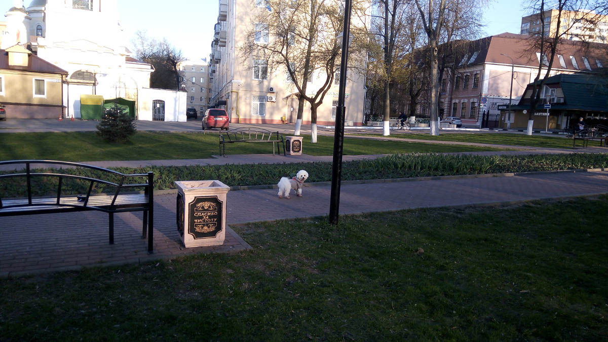 «Прогулка в парке без дога может стать тебе слишком дорого»