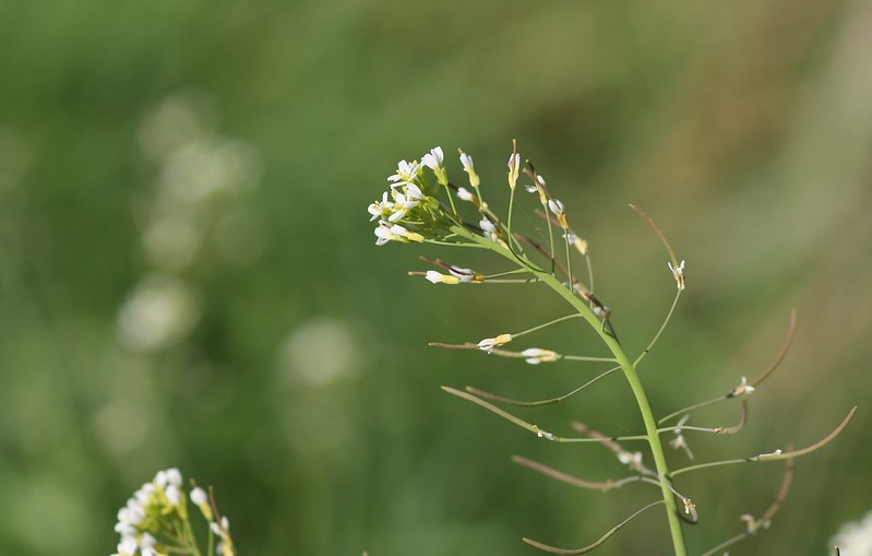 Арабидопсис (Arabidopsis thaliana)